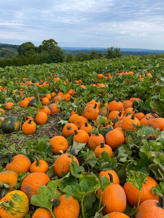 buča | Foto: Shutterstock