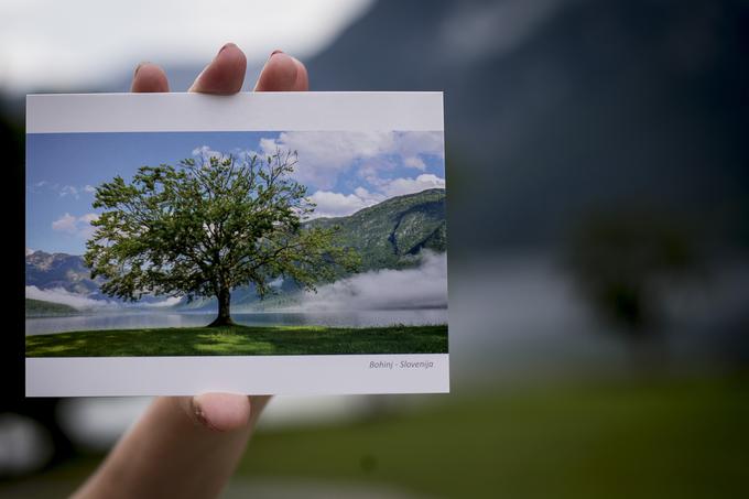 Znamenito in fotogenično bohinjsko drevo že dalj časa propada, saj so ga načeli čas in posledice človeških dejanj - vrezovanja inicialk v njegovo lubje. | Foto: Ana Kovač