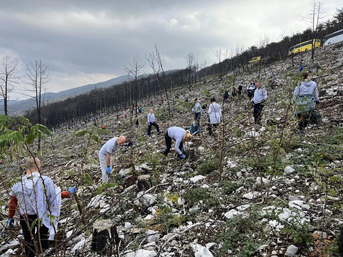 Predstavniki blagovne znamke Garnier in drugi prostovoljci sadijo na pogorelem Krasu. | Foto: Katja Dolenc