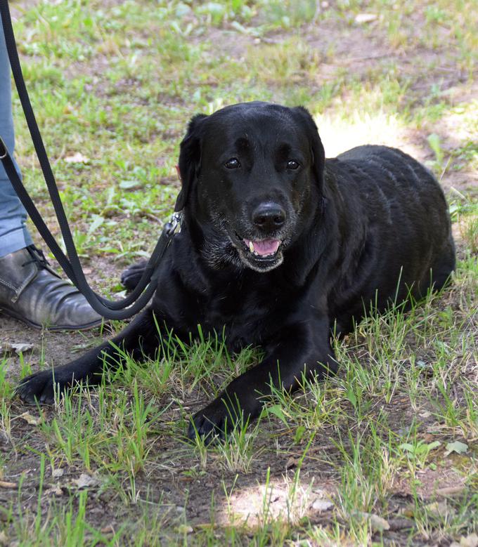 Labradorka Frida, sicer pripadnica nemške vojske, je ena od osmih psov, ki so jih uspešno naučili prepoznati obolele s covid-19. | Foto: Kerstin Thellmann