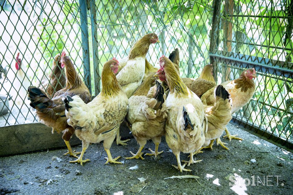 Turistična ekološka kmetija Čemas Vinica Zilje Bela Krajina Kolpa