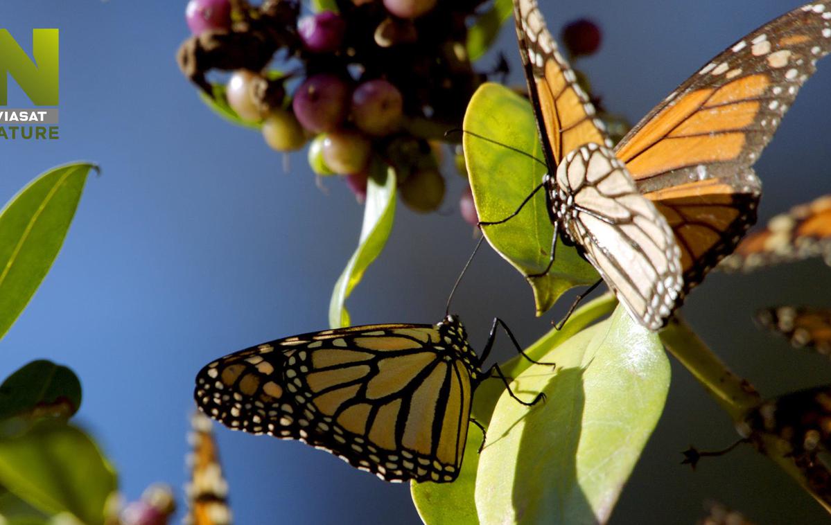 Marec na Viasat Nature | Dokumentarna serija Ameriški divji letni časi proslavlja čudovito ameriško divjino skozi obdobje štirih letnih časov. | Foto Blue Ant Media