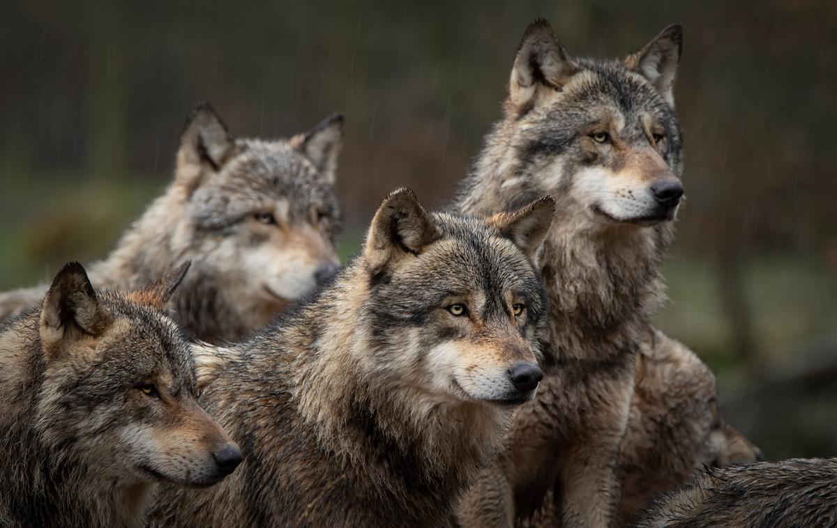 Volk, Volkovi | Da bi preprečili razpad tropa, je kot pogoj določeno tudi, da se hkrati odvzame iz narave z odstrelom samo en osebek. | Foto Shutterstock