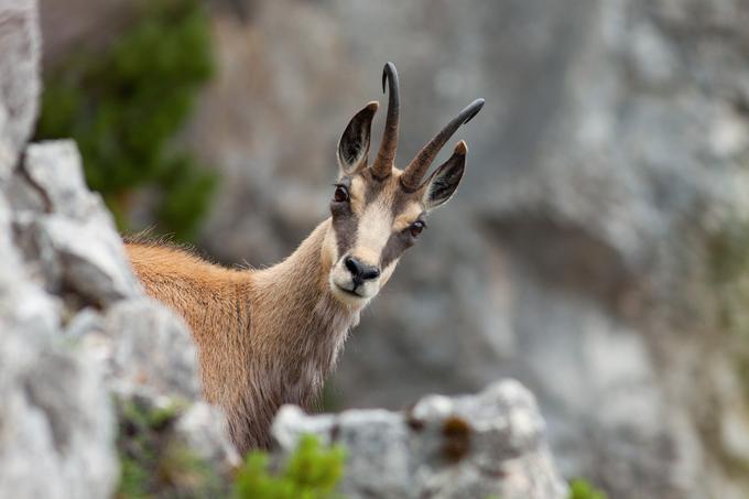 Gams | Foto: Shutterstock