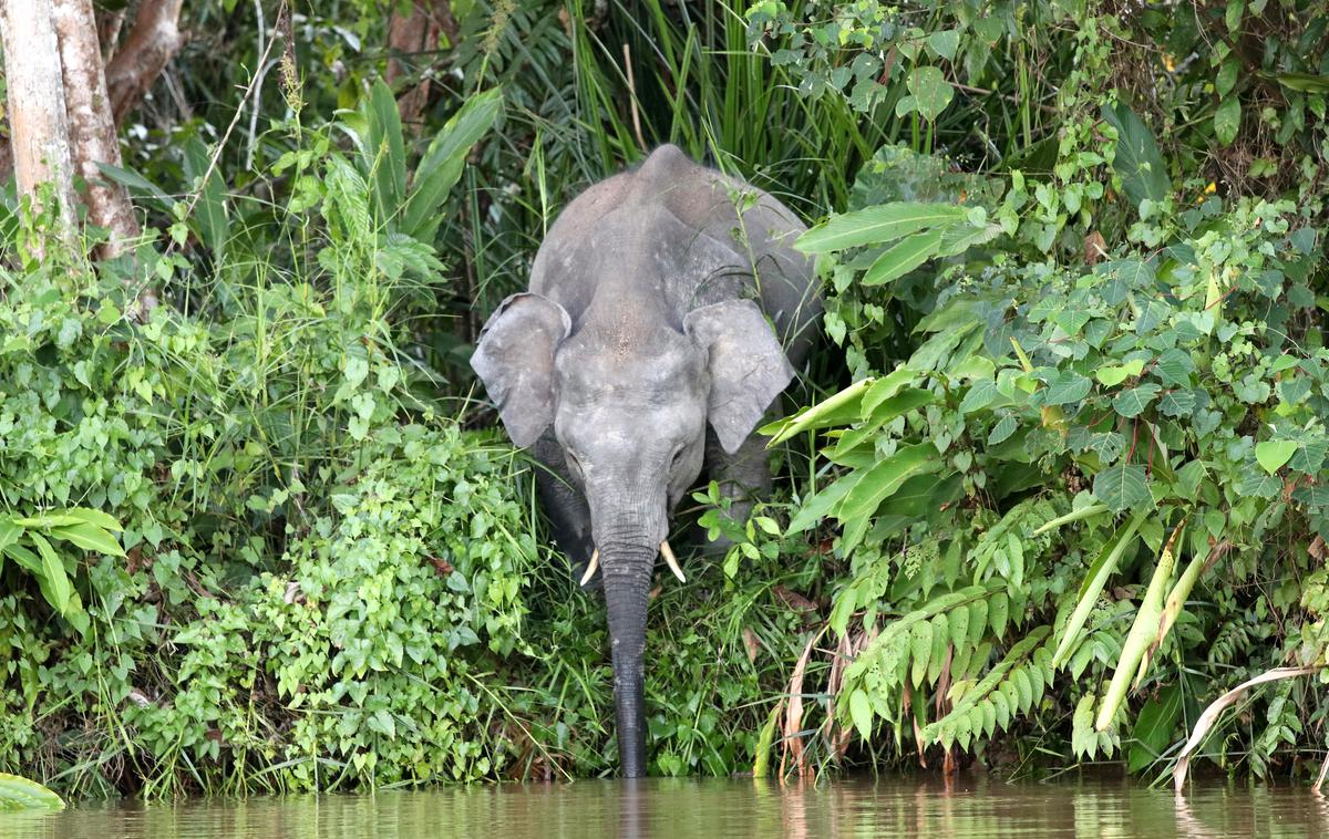 Bornejski slon | Bornejski mali slon je pristal na rdečem seznamu ogroženih vrst Svetovne zveze za varstvo narave (IUCN) | Foto Shutterstock