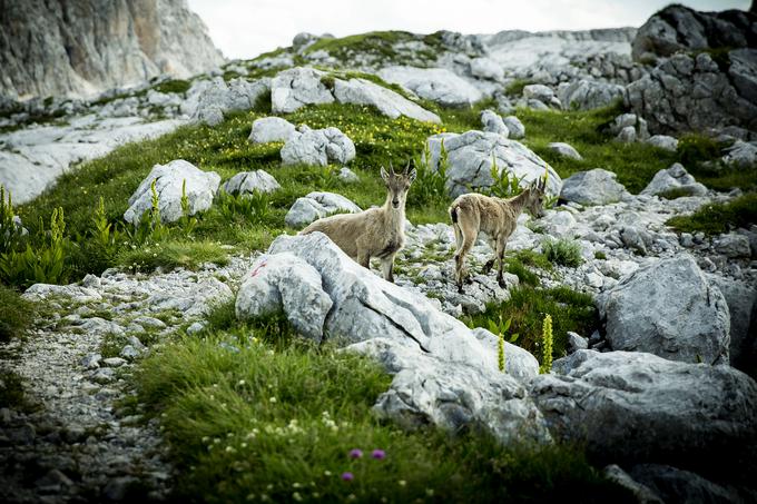 Živalski prijatelji ob poti. | Foto: Ana Kovač