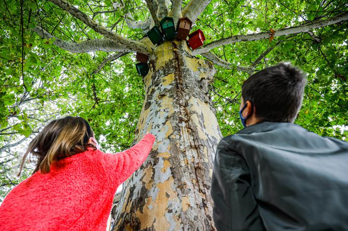 ptičje hišice | Foto Mediaspeed