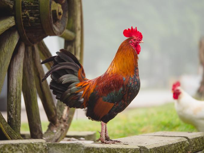 Petelin z imenom Magda bo ostal pri hiši, pravi njegov lastnik.  | Foto: Shutterstock