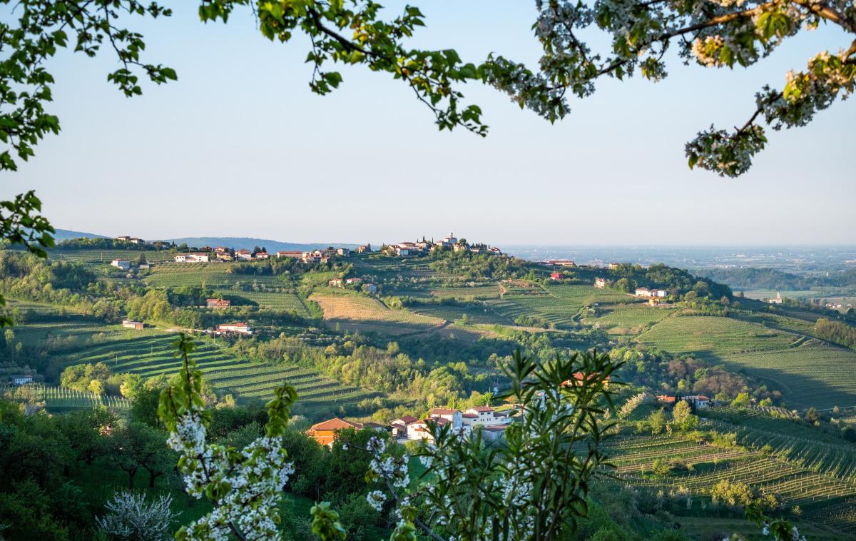 goriška brda | Foto Shutterstock