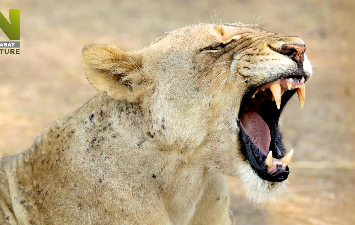 Januar na Viasat Nature | Dokumentarna serija Dežela velikih mačk nas bo popeljala v zambijsko dolino Luangwa in nam predstavila tri mogočna levja krdela. | Foto Blue Ant Media