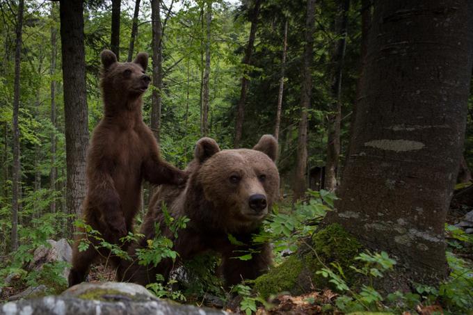 bearphotohide | Foto: Slovenianbears.com