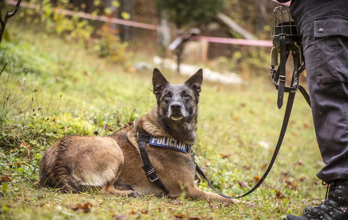 Policijski pes | Z ogledom niso ugotovili znakov kaznivega dejanja. | Foto Klemen Korenjak