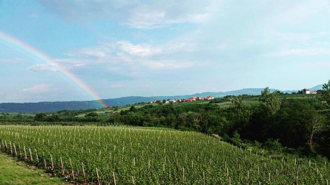 Vinogradi v Šumadiji | Foto: Facebook