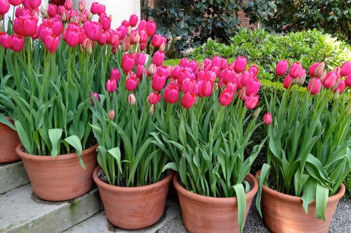 tulipani rože cvetje | Foto Thinkstock