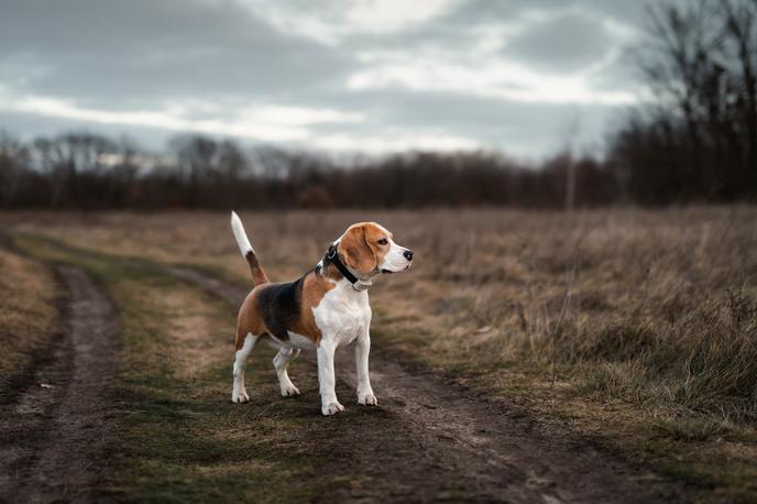 beagle, pes | Foto Shutterstock