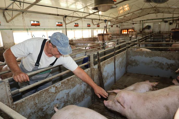 prašič, svinja, pujs, prašičereja | Status družbe Farme Ihan se spreminja iz portfeljske v strateško. | Foto Farme Ihan