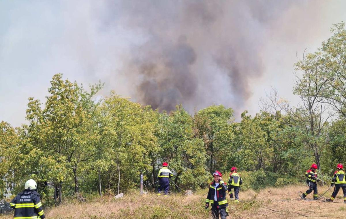 požar Kras, Veliki Ovčnjak | "Z obnovo gozdov bomo preprečili erozijske procese, strukturno slabšanje tal, razraščanje invazivnih tujerodnih vrst dreves in rastlin, z vnašanjem avtohtonih drevesnih vrst pa bomo tudi pospešili razvoj gozda, ki bo sposoben tvoriti svojo lastno mikroklimo in bo z večanjem humidnosti zmanjševal požarno ogroženost krajine," je poudaril Gregor Danev, direktor zavoda za gozdove. | Foto Uprava RS za zaščito in reševanje