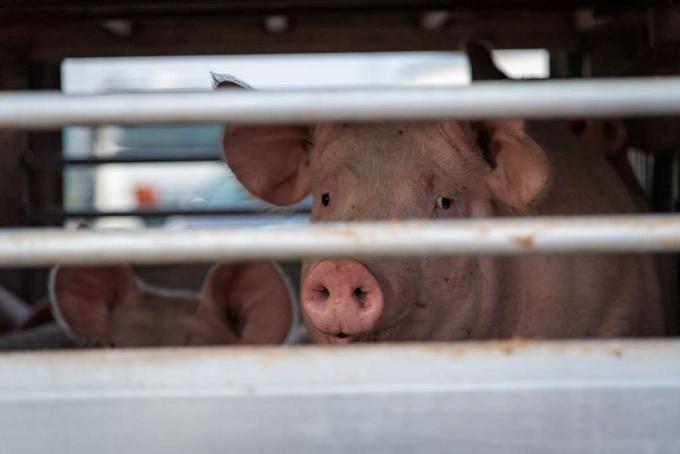 Prašič na poti v klavnico.  | Foto: Shutterstock