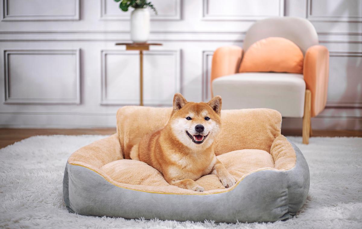 shiba inu, pes | Shibe so znane po svoji živahni in neodvisni naravi. | Foto Shutterstock