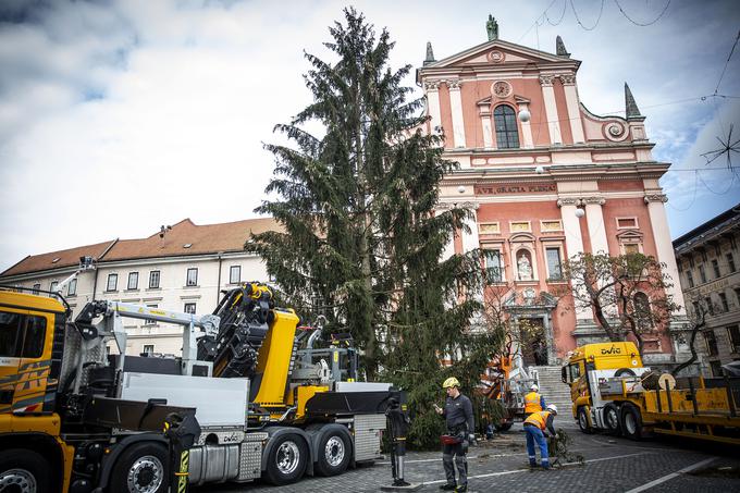 Božična smreka | Foto: Ana Kovač