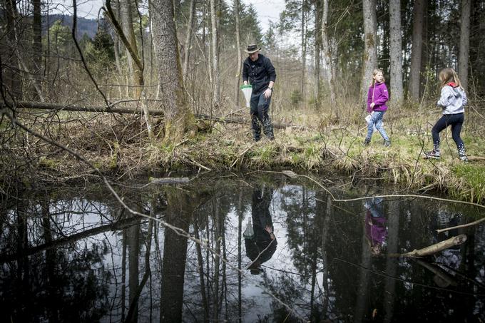 Spoznavali so mrest in izvedeli, da se iz ogromnega mresta le dve jajčeci preobrazita v odrasli žabi. | Foto: Ana Kovač