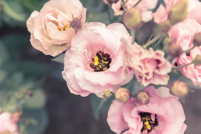 eustoma | Foto: Thinkstock