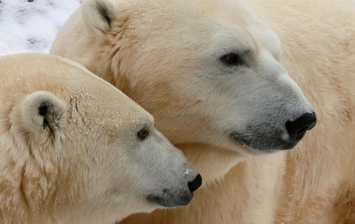 Polarni medved | Medvedi so se proti naseljem preselili zaradi taljenja arktičnega ledu in iskanja hrane. | Foto Reuters