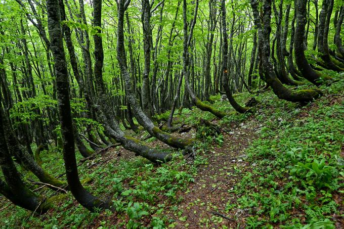 Ukrivljene bukve na sestopu pod Malim Snežnikom | Foto: Matej Podgoršek