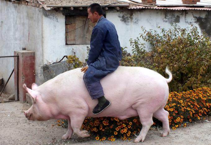 Zhangjiakou, provinca Hebei, Kitajska | Foto: Reuters