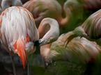 flamingo, plamenec