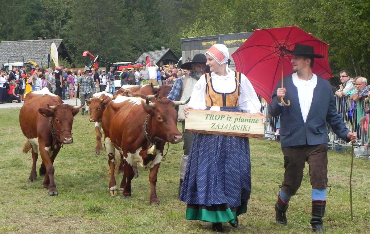 Kravji bal, Bohinj | Na prireditvi, ki jo že več kot 60 let organizira Turistično društvo Bohinj, še vedno sodelujejo planšarji in majerji, ki z višje ležečih planin privedejo okrašene trope živine in na ramenih prinesejo t. i. basengo, v kateri je vse, kar potrebujejo za izdelavo sira in življenje na planini. | Foto STA