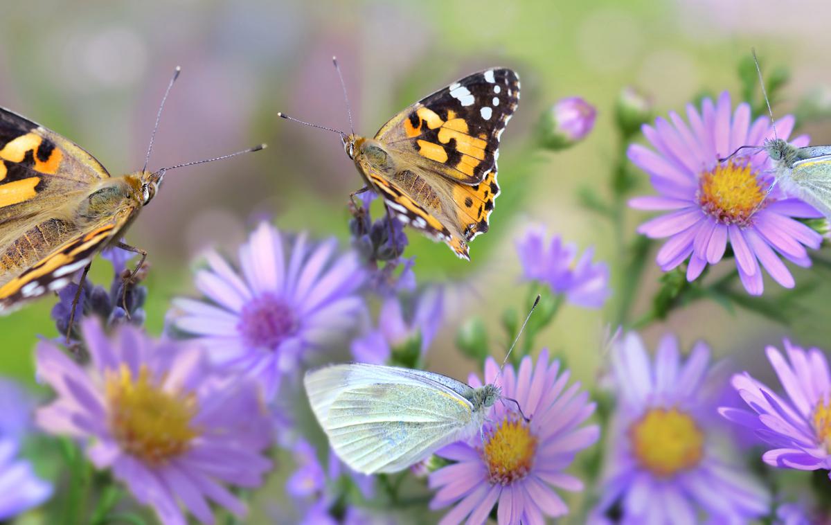 biodiverziteta narava | Med koncem tedna se bo ohladilo, meja sneženja se bo spustila do nadmorske višine okoli 800 metrov. | Foto Getty Images