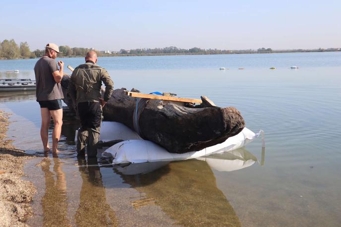 deblak, Soboško jezero | Deblak je zelo star.  | Foto STA