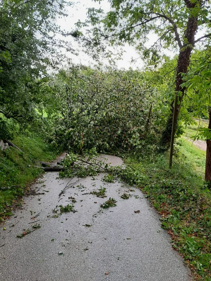 Na ceste je podrlo nekaj dreves.  | Foto: PGE Krško