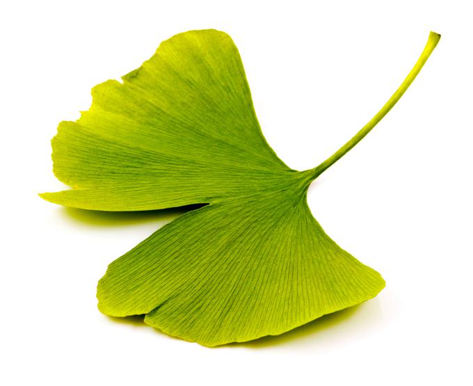 ginko | Foto: 