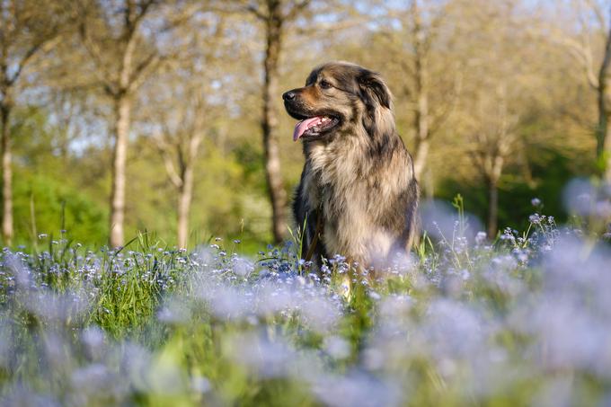 Kraševec spada med ogrožene pasme, saj jih je na svetu manj kot tisoč, večina jih biva v Sloveniji. | Foto: Shutterstock