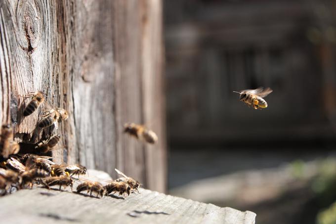 Približno 70 odstotkov osjih gnezd najdemo pod zemljo. | Foto: Thinkstock