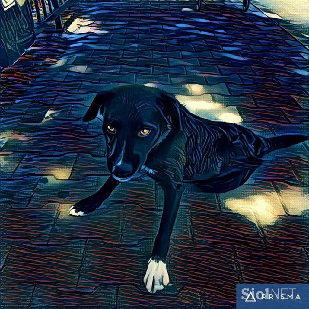 Prisma