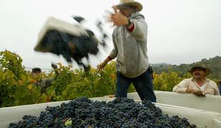 Lokalna vina proti cabernet sauvignonu