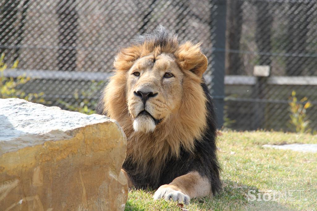 Levi v ZOO Ljubljana