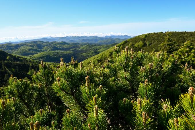 Zadnji del vzpona gre po stezici med borovčki, nižje je bukov gozd. | Foto: Matej Podgoršek