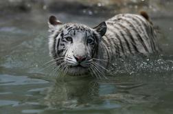 Pobegli tiger v Gruziji ubil moškega