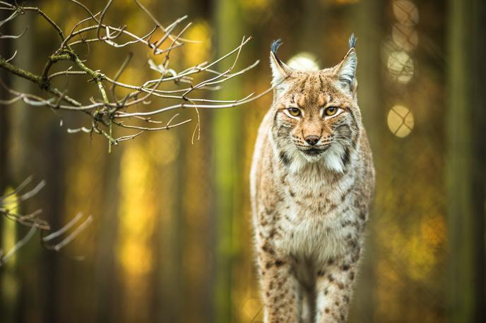 Ris | Mladiča risinje Teje iz Male Gore so januarja letos odlovili, mu nadeli telemetrično ovratnico in ugotovili, da je mladič ženskega spola. Fotografije je simbolična. | Foto Getty Images