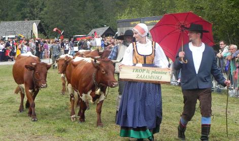 Danes so krave kraljice Bohinja. Poteka 65. Kravji bal