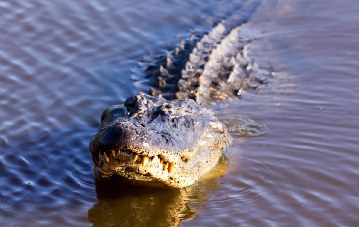 aligator | Fotografija je simbolična. | Foto Reuters