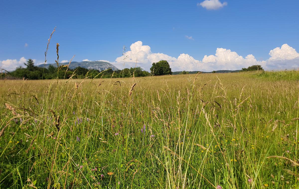 Nanos | Nekaj izrazito poletnim dnevom bo sledilo obdobje nestabilnega vremena.  | Foto David Florjančič