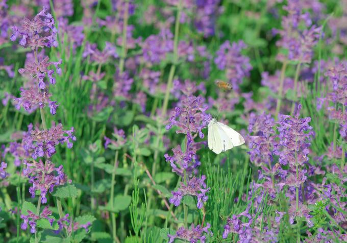 mačja meta | Foto: Thinkstock