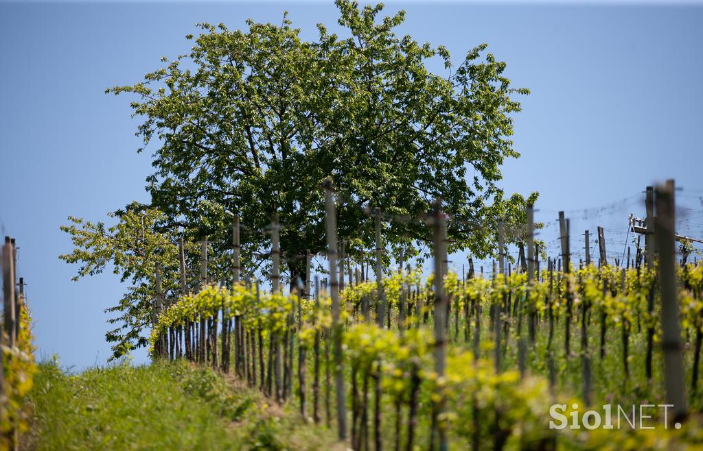 Ekološka kmetija Valentan Vodole Malečnik vino vinograd