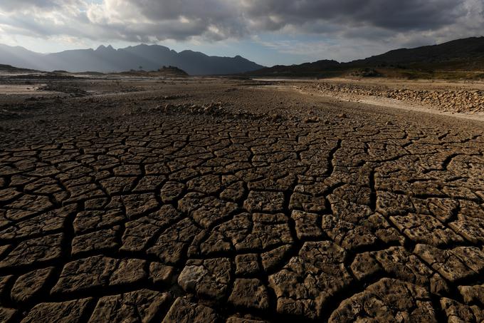 V vročini so poginile številne živali, polja pa so obrodila malo. | Foto: Reuters