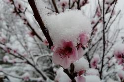 Meja sneženja se je spustila. Ste se tudi vi prebudili v belo jutro?